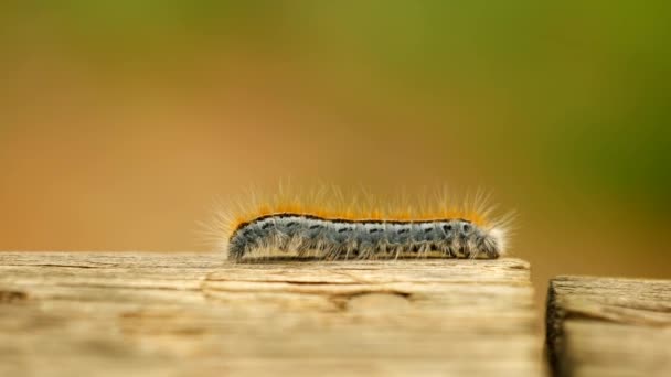 Best Extreme Macro Close Extreme Slow Motion Western Tent Caterpillar — 图库视频影像