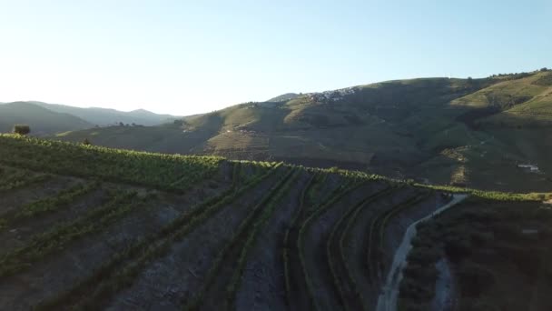 Flying Green Douro Valley Vineyard Hills Rising Background Morning Sunlight — Wideo stockowe