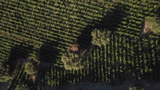 Eagle Eye Perspective Passing Neatly Arranged Rows Grape Vines Douro — Stockvideo