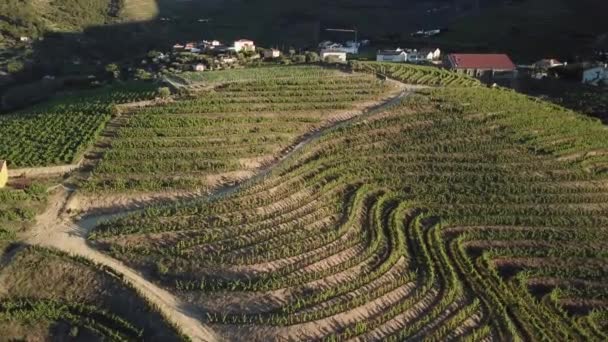 Létání Podél Svahu Terasy Vinic Ranním Světle Vinařství Douro Valley — Stock video