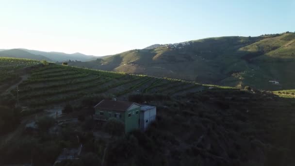 Flying House Rows Grape Vines Hilltop Vineyard Early Morning Douro — Vídeos de Stock