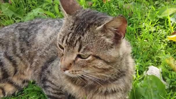 Adult Domestic Cat Sitting Green Grass Sunny Day — Vídeos de Stock