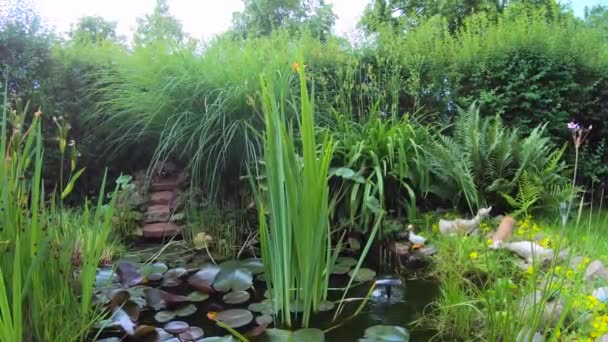 Beautiful Pond Garden — Vídeos de Stock