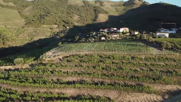 Approaching Flying Low Hilltop Vineyard Lined Rows Grape Vines Douro — Stockvideo