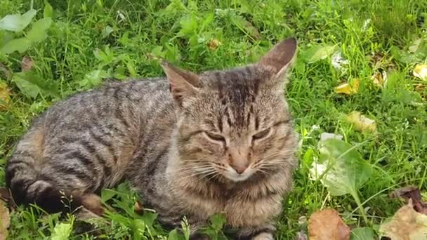 Adult Domestic Cat Sitting Green Grass Sunny Day — Video Stock