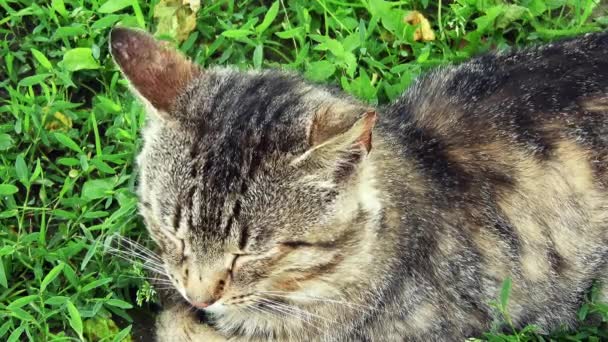 Adult Domestic Cat Sitting Green Grass Sunny Day — 图库视频影像