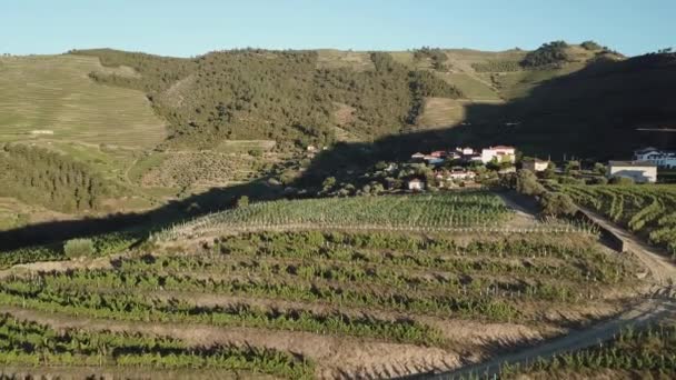 Breathtaking Aerial Reveal Hilltop Vineyard Douro Valley Early Morning Surrounded — Stockvideo