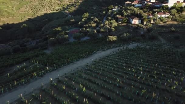 Beautiful View Aerial Pulls Away Tilts Reveal Vineyard Rows Grape — стокове відео