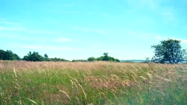夏のコムギ畑 — ストック動画
