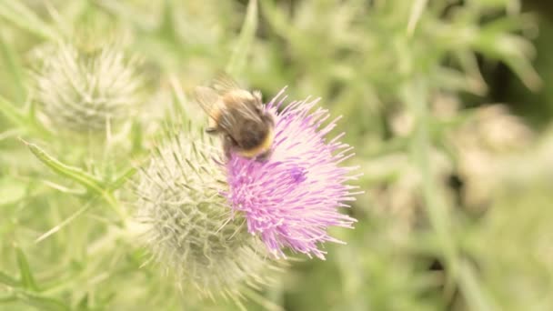 Bumble Bee Kwiat Ostu — Wideo stockowe