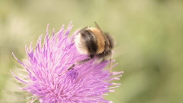 Bumble Bee Sur Chardon Fleur — Video