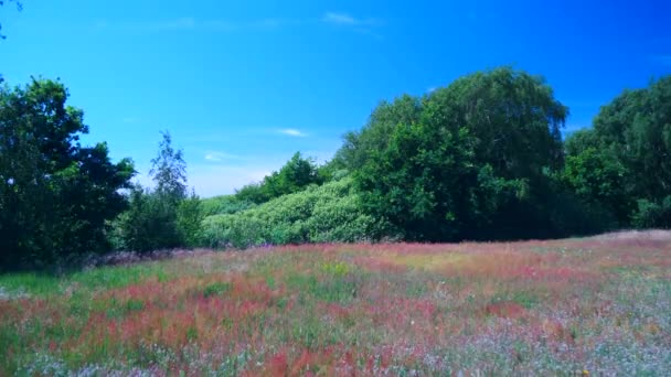 Beautiful Colorful Meadow Sweden — Stok video