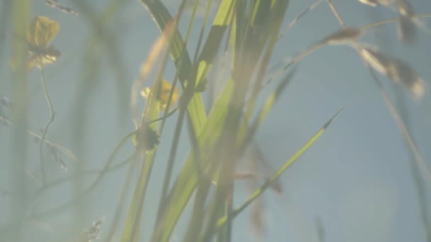 Buttercup Wild Flowers Rural Meadow — Video