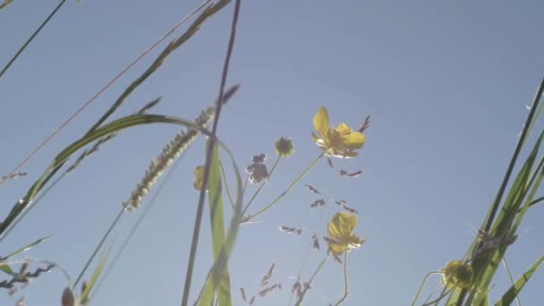 Buttercup Wild Flowers Rural Meadow Blue Sky — Stockvideo