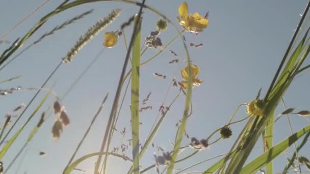 Buttercup Wild Flowers Rural Meadow — стоковое видео