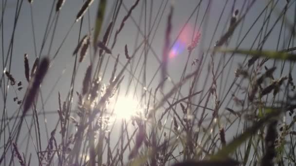 Grass Blowing Breeze Sunset — Wideo stockowe