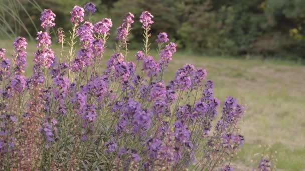 Catmint Tall Purple Flowers Cottage Garden — стоковое видео