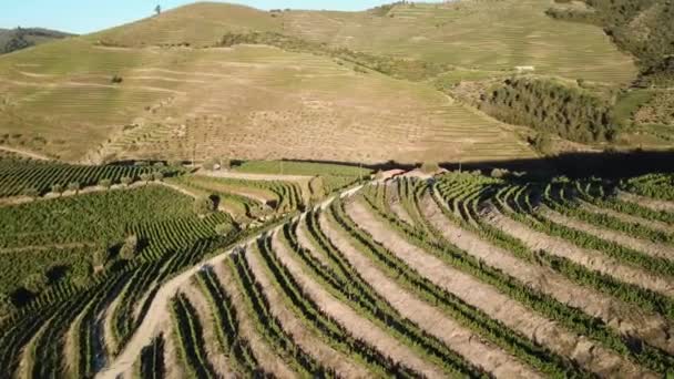 Turning Slowly Reveal Hillside Covered Terraces Vines Douro Valley Aerial — Video Stock