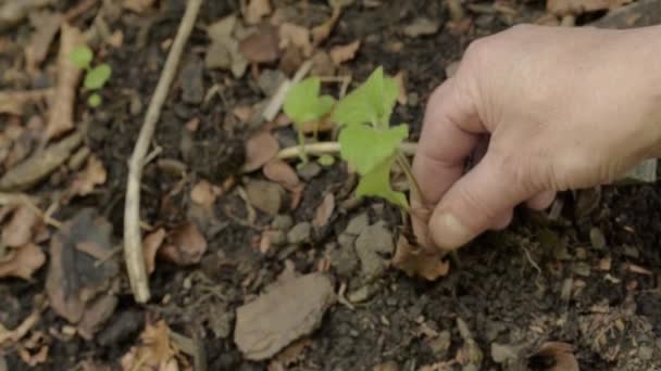Pulling Plant Roots Soil — Stockvideo