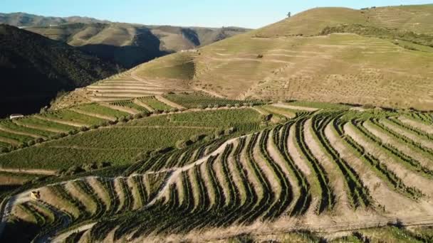 Passing Rows Vines Covering Hillside Douro Valley Aerial — Vídeos de Stock