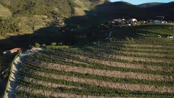 Vliegen Langs Bergachtige Terrassen Van Wijnstokken Ochtend Licht Wijnbouw Douro — Stockvideo