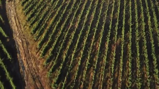 Eagle Eye View Tilting Flying Rows Grape Vines Hillside Terraces — Video Stock