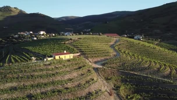 Flying Terraced Grape Vines Hilltop Vineyard Farm House Douro Valley — Stock Video