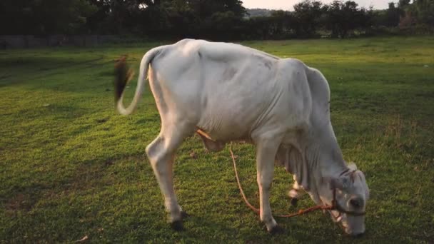 Cow Eating Grass Outdoor Farm Sunset — Stockvideo