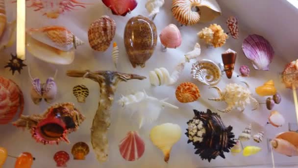 Various Colorful Sea Shells Display — Vídeos de Stock
