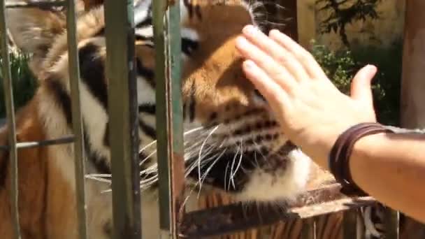 Tiger Being Fed Hand Cage — Stok video