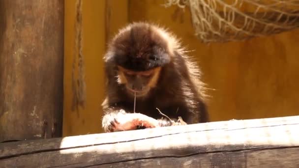 Small Monkey Eating Cage — Stockvideo