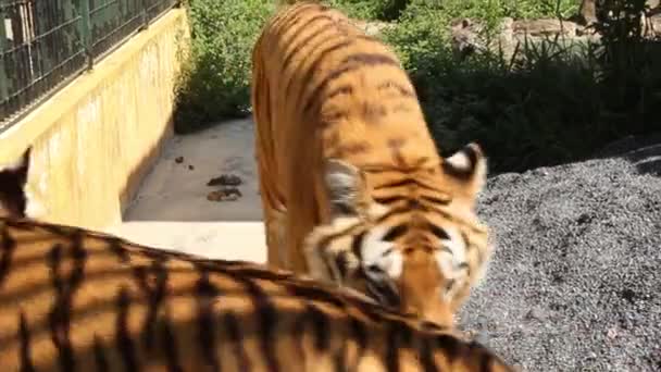 Two Tigers Walking Camera Cage — 图库视频影像