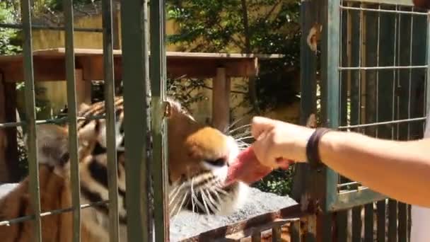 Close Tigers Eating Raw Chicken Ina Cage — 图库视频影像