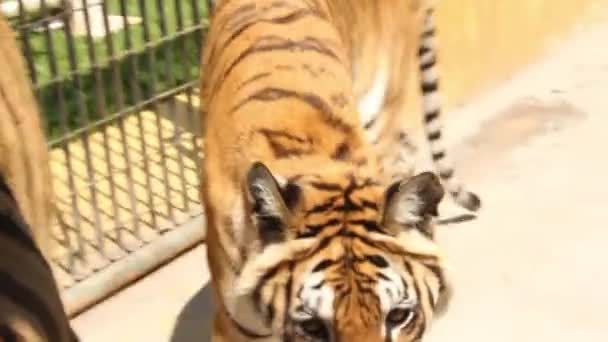 Hand Feeding Tigers Raw Chicken Meat — 图库视频影像