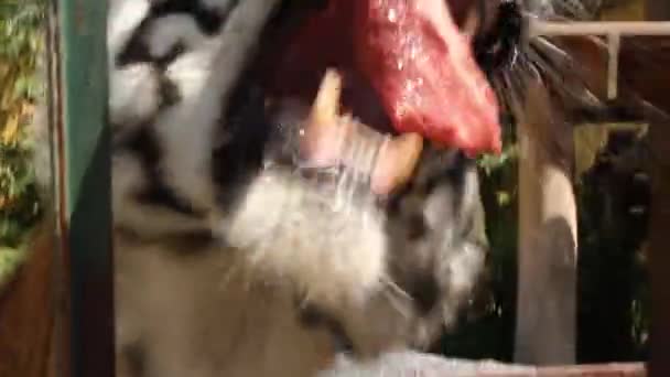 Caged Tigers Being Fed Hand — ストック動画