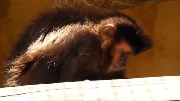 Şirin Maymun Kafesin Içinde Yemek Yiyor — Stok video