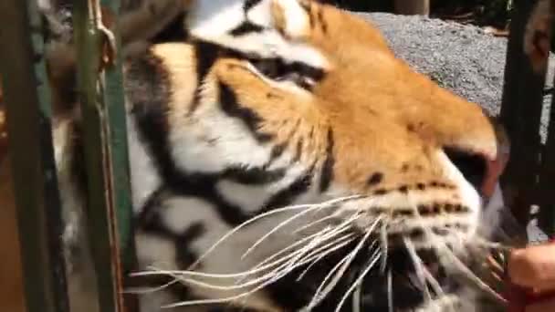 Hand Feeding Tiger Raw Meat — Αρχείο Βίντεο