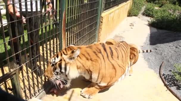 Tiger Chewing Piece Meat His Cage — Αρχείο Βίντεο