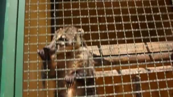 Cute Coati Climbing His Cage — Stock video