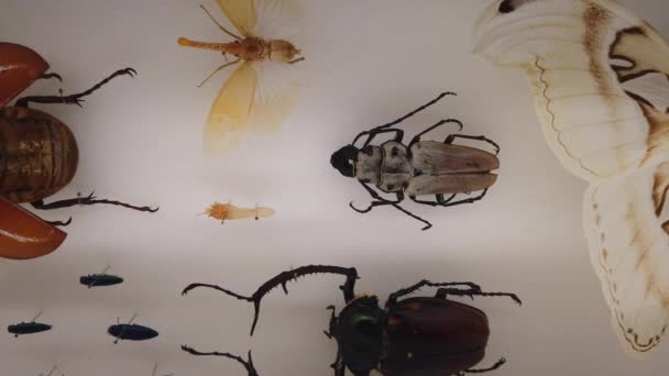 Cam Bir Kutuda Çeşitli Büyük Böcekler Sergileniyor — Stok video