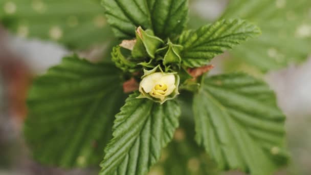 Beautiful Yellow Unblown Flower Bud Cloudy Windy Day Macro — Stockvideo