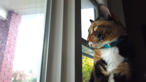 Low Angle Beautiful Calico Cat Looking Watching Birds Living Room — Stockvideo