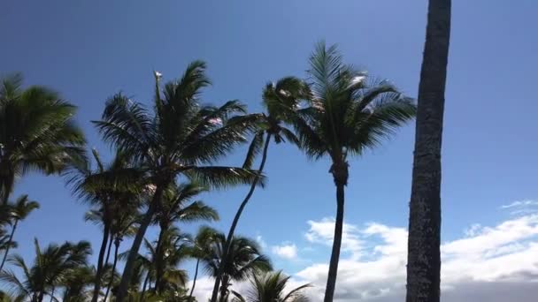 Palm Trees Clouds Background — Αρχείο Βίντεο