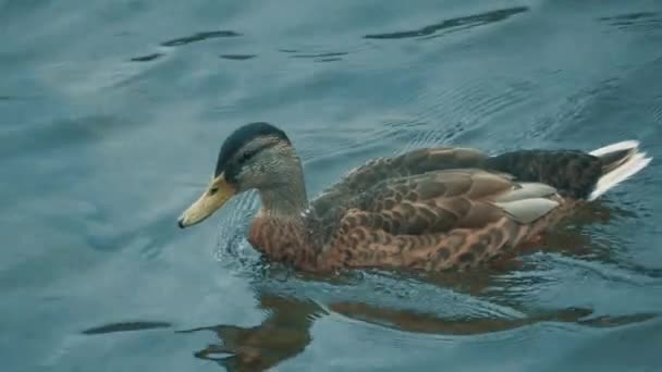 Duck Swimming Water Crystal Water Lake — Wideo stockowe