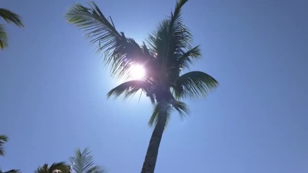 Palm Tree Sun Blue Sky Background — Αρχείο Βίντεο