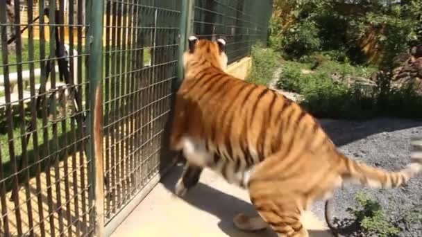 Man Running Tiger Cage — 图库视频影像