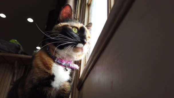 Low Angle Beautiful Calico Cat Looking Watching Birds Kitchen Door — Vídeo de Stock