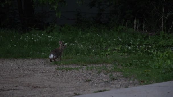 Bunny Rabbit Peacefully Chews Small Residential Grass Patch Hopping Away — Vídeos de Stock