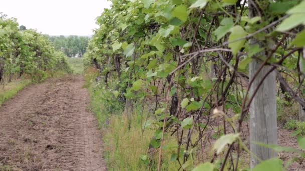 Angles Grape Vineyard Grape Plants Yet Sprouting Produce Green Colored — Video Stock