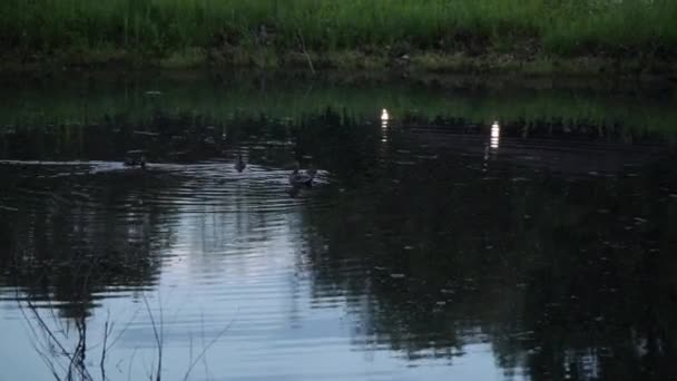 Dusk Evening Park Three Duck Family Swims Local Pond Documentary — ストック動画